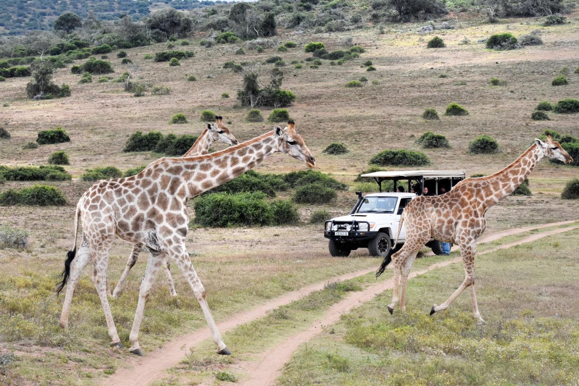 Zuurberg Mountain Village Addo Eksteriør billede